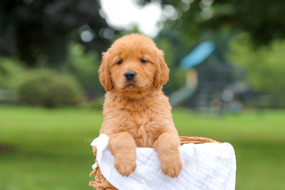 Kris Image of Kris, a Golden Retriever puppy