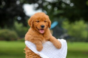Image of Kurt, a Golden Retriever puppy