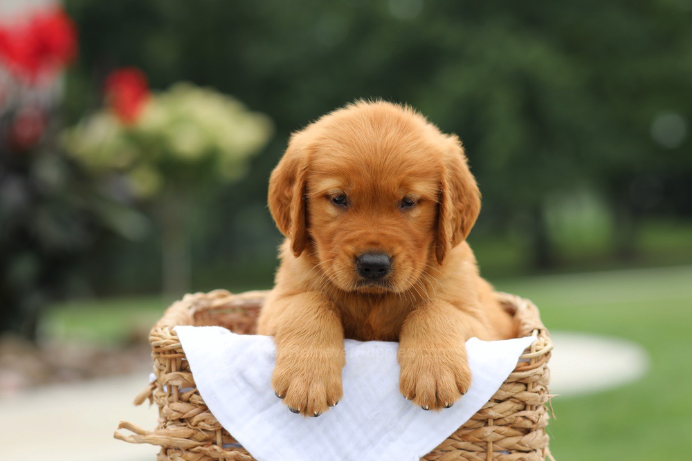 Laser Image of Laser, a Golden Retriever puppy