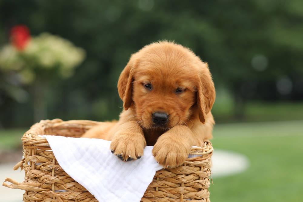 Laser Image of Laser, a Golden Retriever puppy