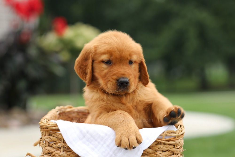 Laser Image of Laser, a Golden Retriever puppy
