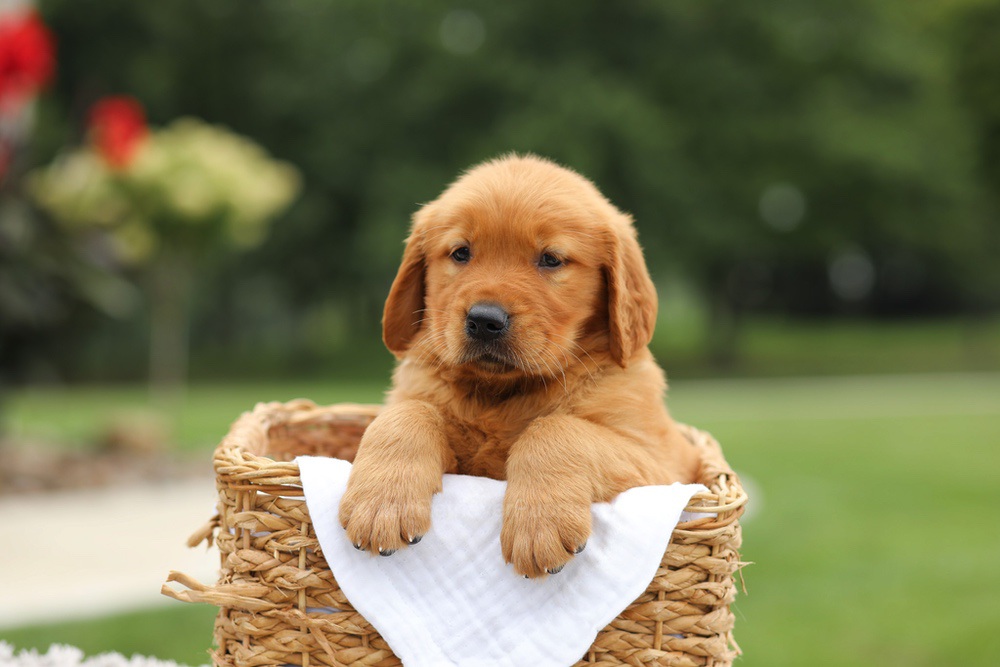 Laser Image of Laser, a Golden Retriever puppy