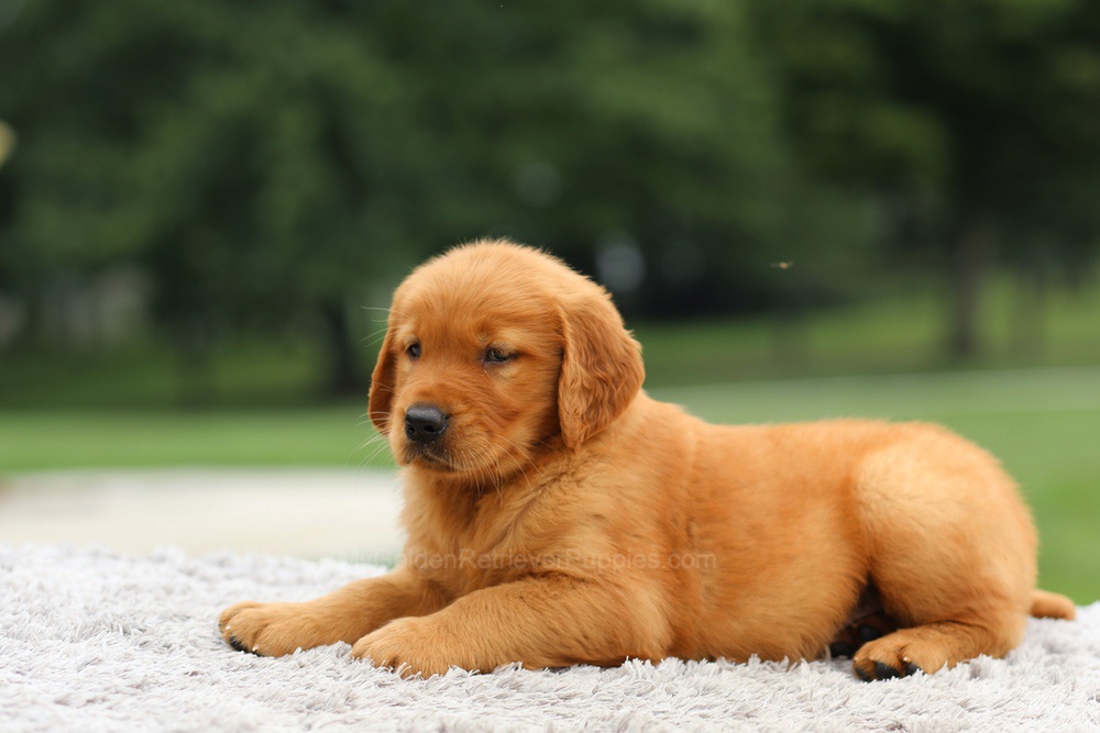 Laser Image of Laser, a Golden Retriever puppy