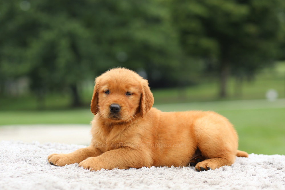 Laser Image of Laser, a Golden Retriever puppy
