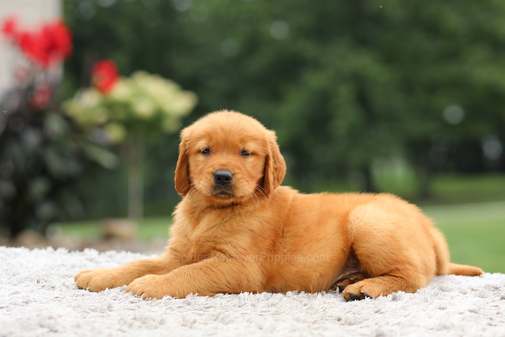 Laser Image of Laser, a Golden Retriever puppy