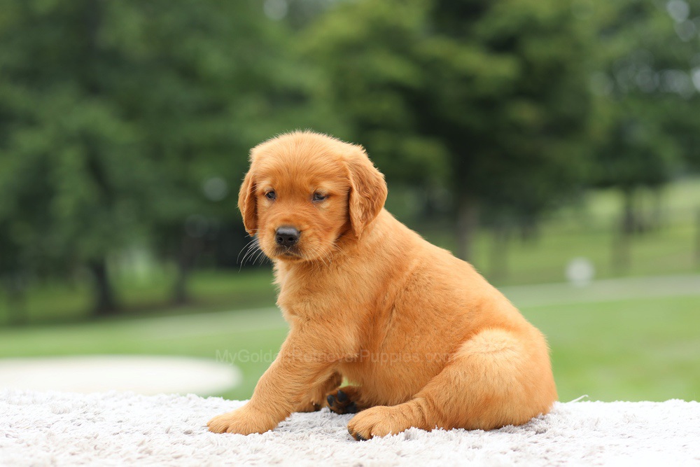 Laser Image of Laser, a Golden Retriever puppy