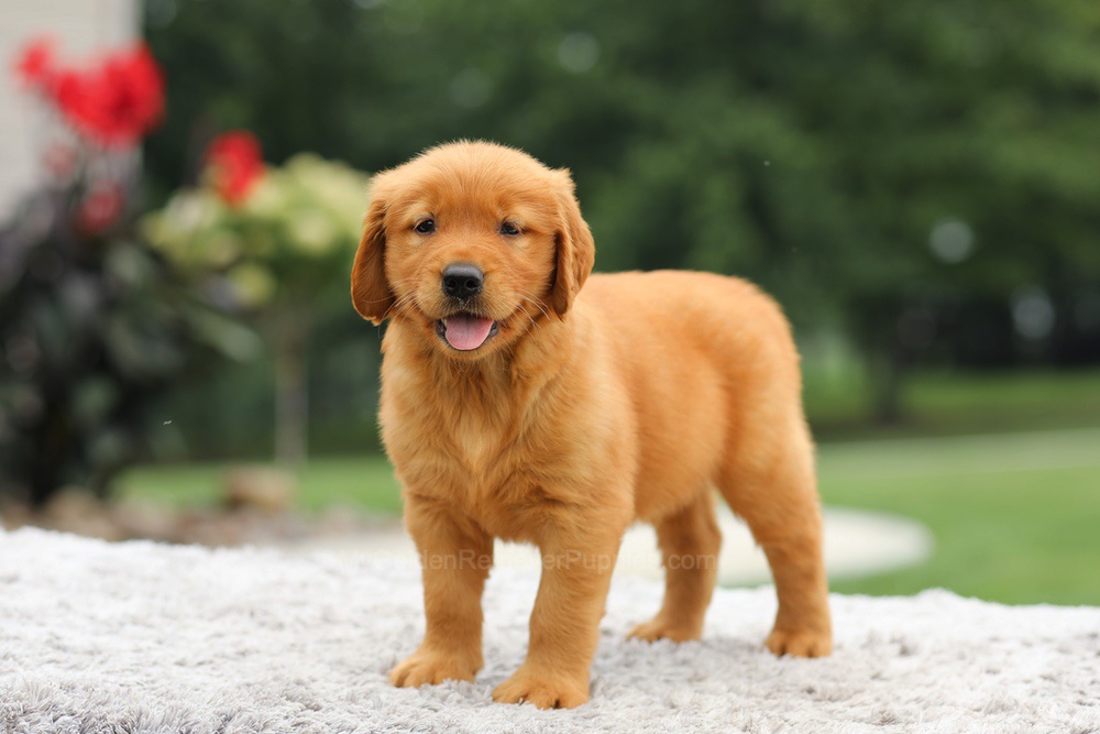 Laser Image of Laser, a Golden Retriever puppy