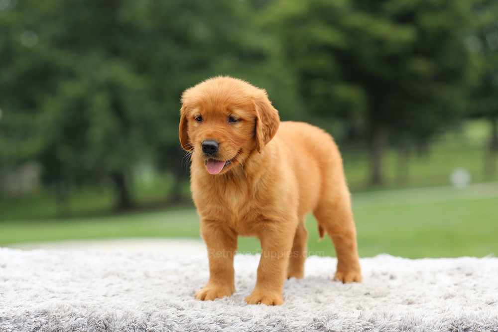 Laser Image of Laser, a Golden Retriever puppy