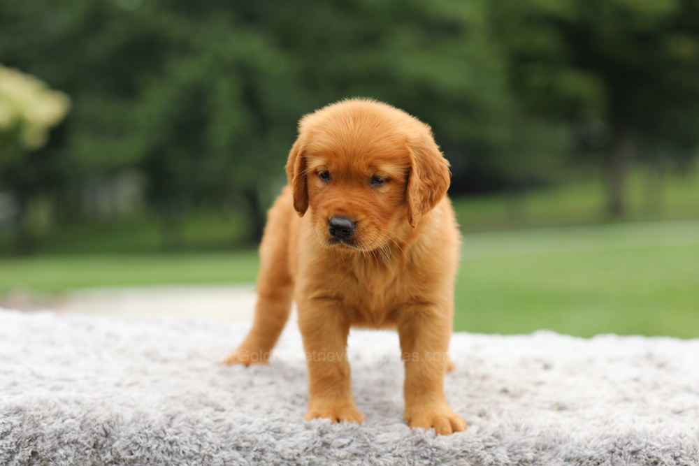 Laser Image of Laser, a Golden Retriever puppy