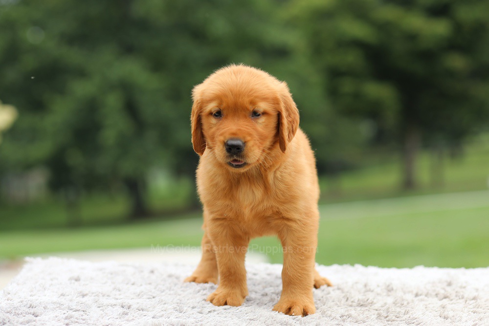 Laser Image of Laser, a Golden Retriever puppy