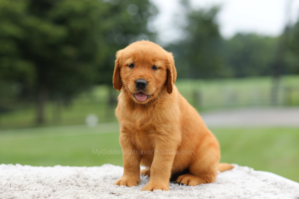 Laser Image of Laser, a Golden Retriever puppy