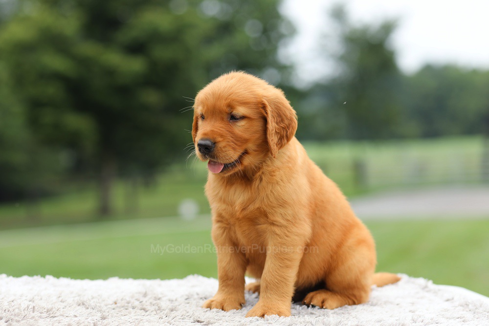 Laser Image of Laser, a Golden Retriever puppy