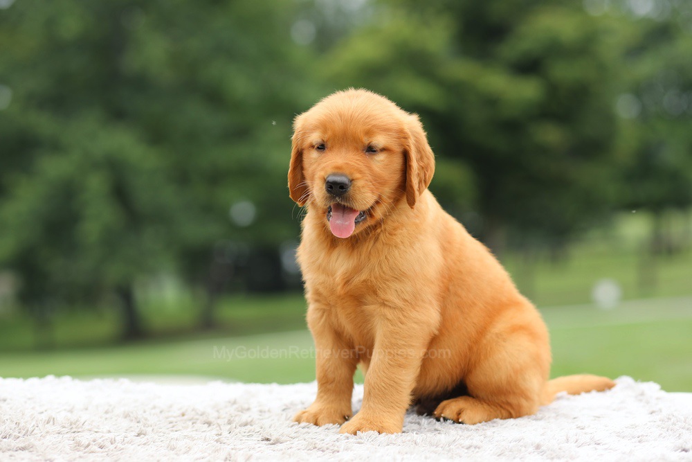 Laser Image of Laser, a Golden Retriever puppy