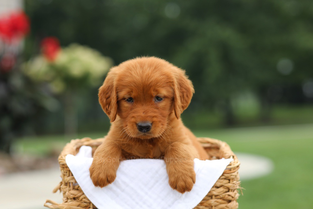 Lemon Image of Lemon, a Golden Retriever puppy