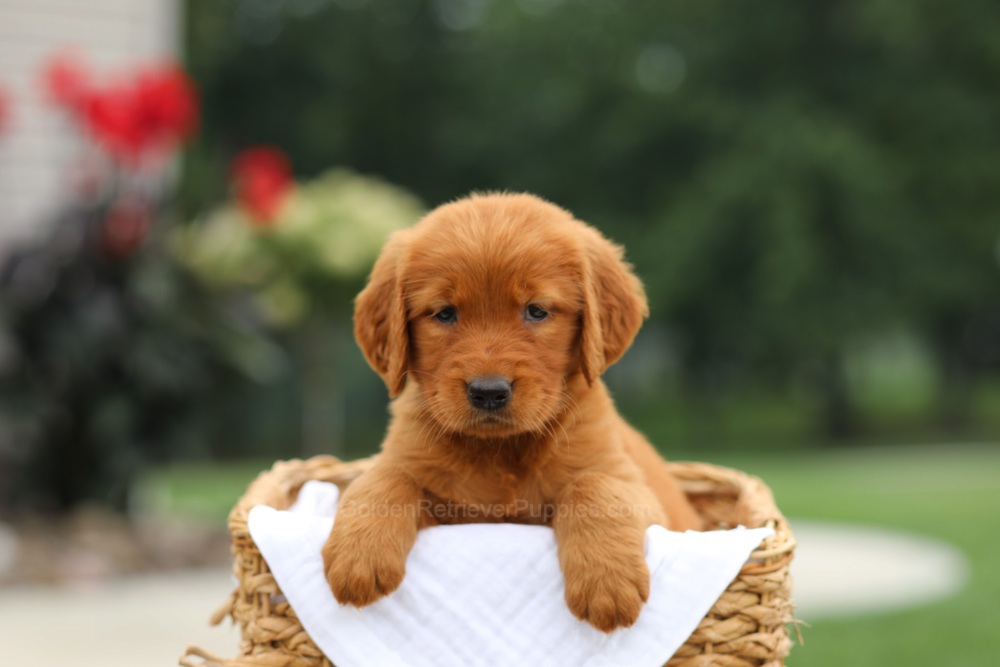 Lemon Image of Lemon, a Golden Retriever puppy