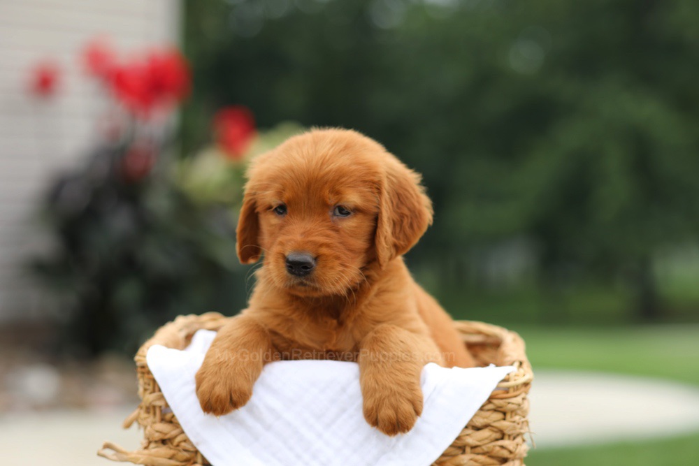 Lemon Image of Lemon, a Golden Retriever puppy