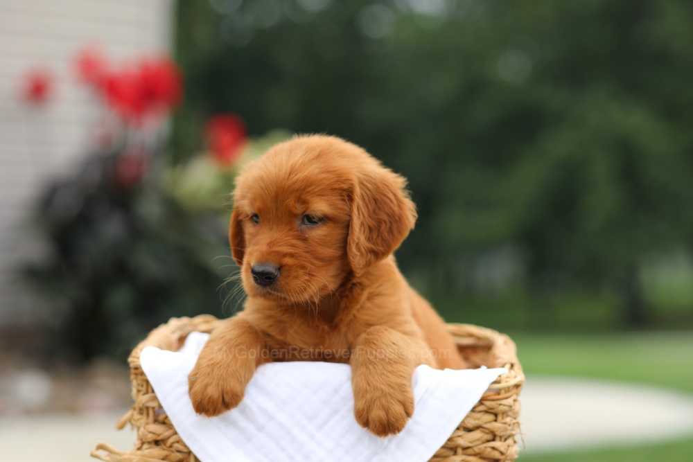 Lemon Image of Lemon, a Golden Retriever puppy