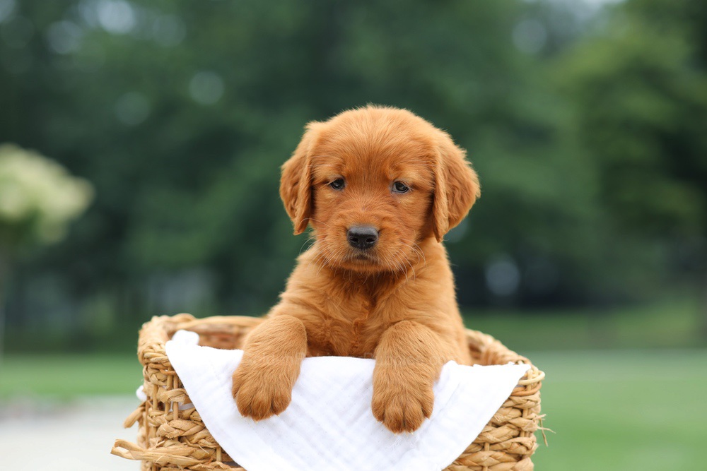 Lemon Image of Lemon, a Golden Retriever puppy