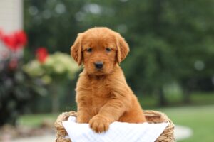 Image of Lemon, a Golden Retriever puppy