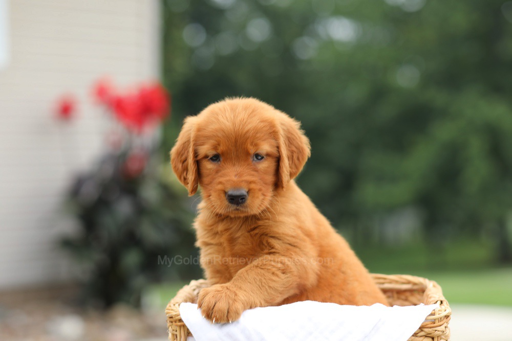 Lemon Image of Lemon, a Golden Retriever puppy