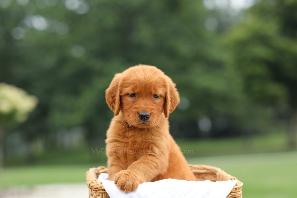 Lemon Image of Lemon, a Golden Retriever puppy