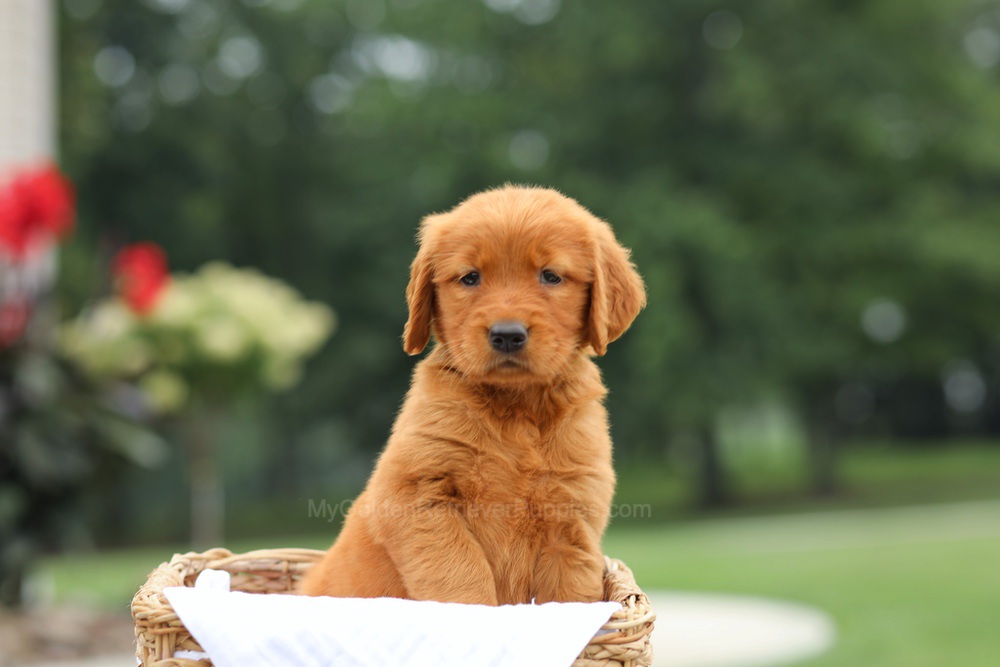 Lemon Image of Lemon, a Golden Retriever puppy