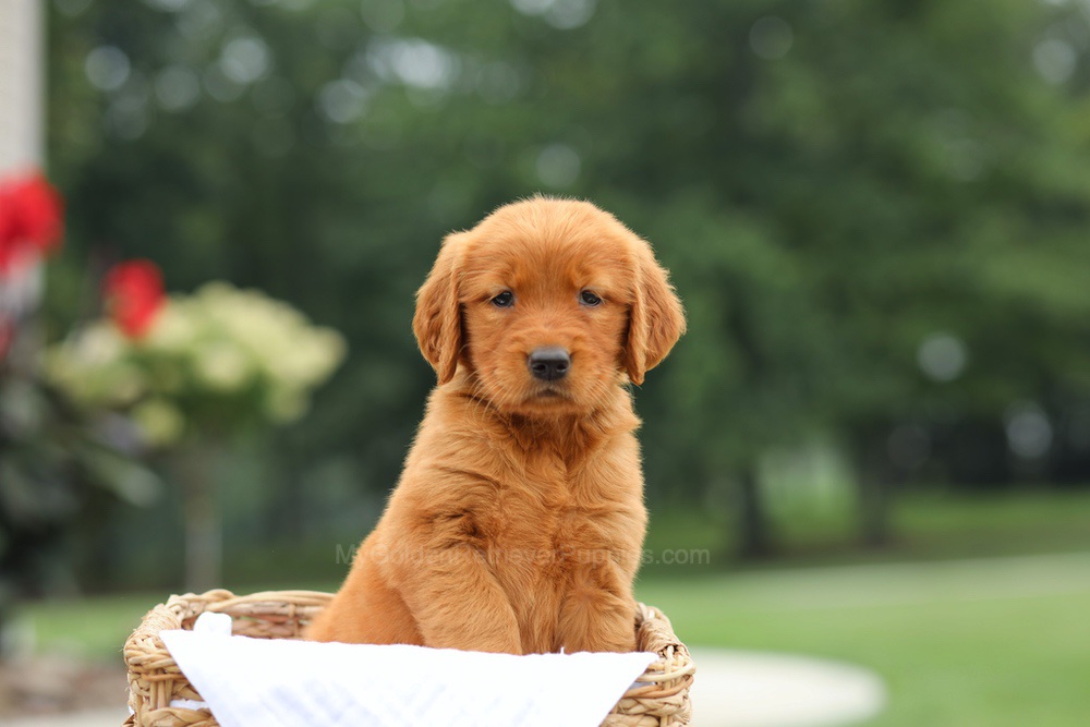 Lemon Image of Lemon, a Golden Retriever puppy