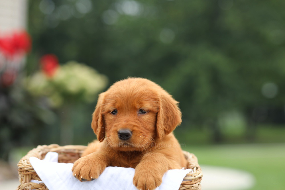 Lemon Image of Lemon, a Golden Retriever puppy