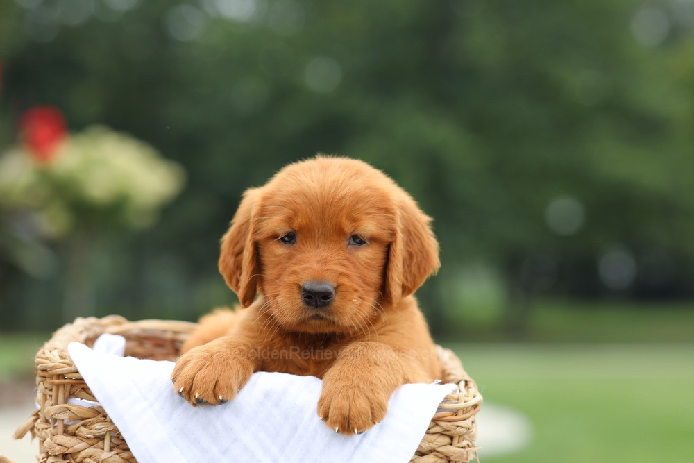 Lemon Image of Lemon, a Golden Retriever puppy