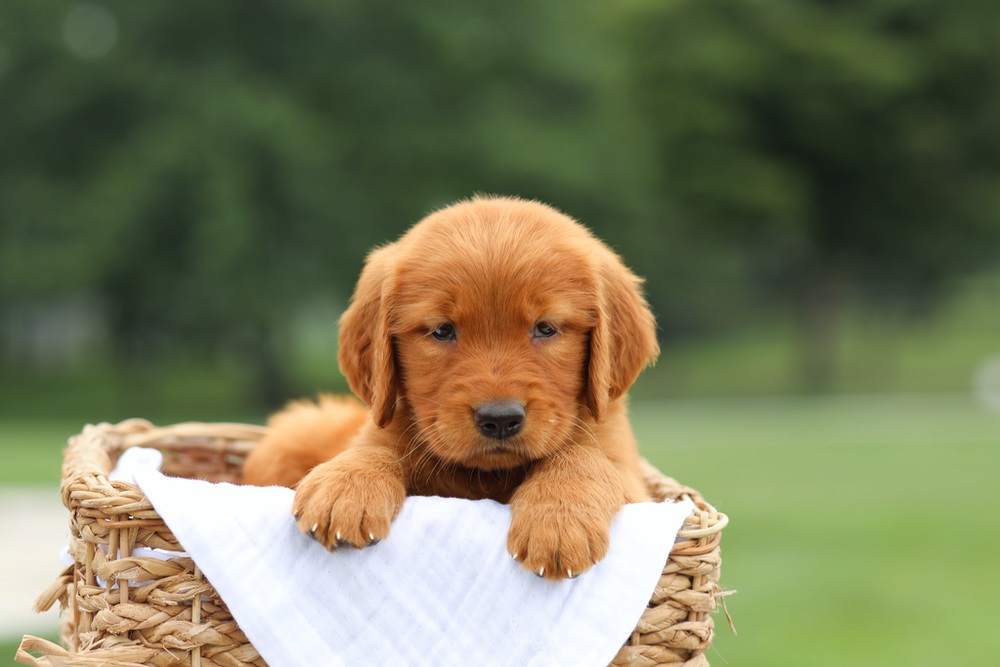 Lemon Image of Lemon, a Golden Retriever puppy