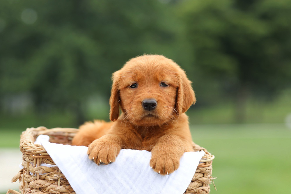 Lemon Image of Lemon, a Golden Retriever puppy