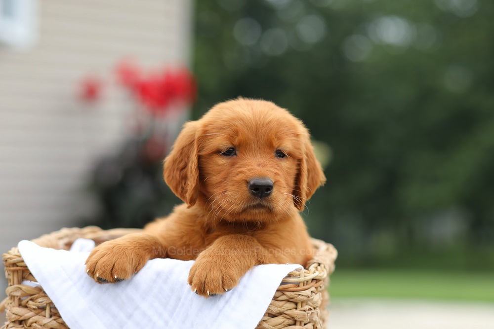 Lemon Image of Lemon, a Golden Retriever puppy