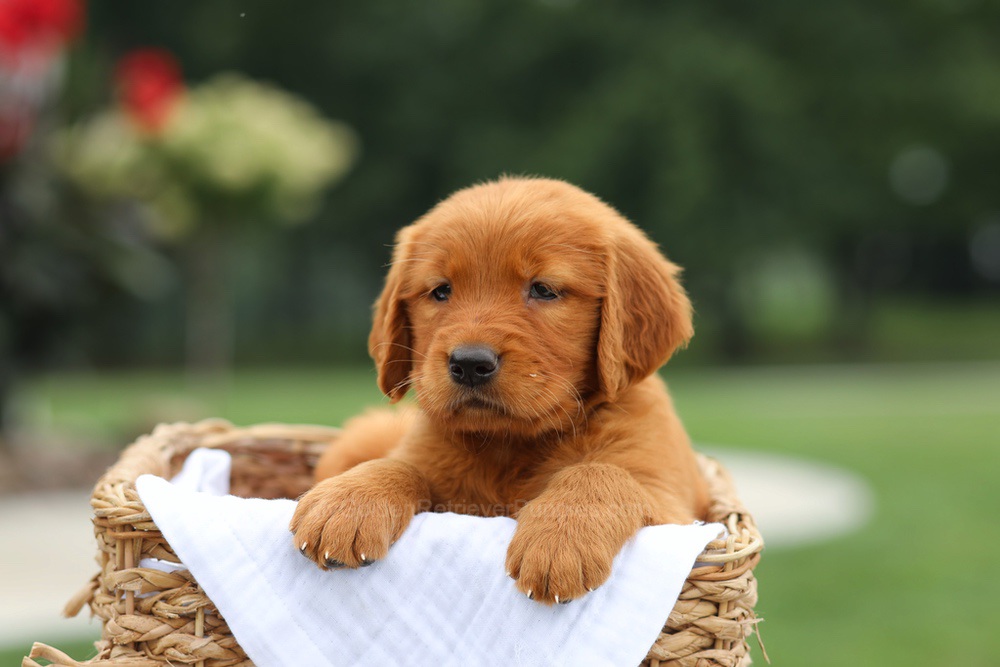 Lemon Image of Lemon, a Golden Retriever puppy
