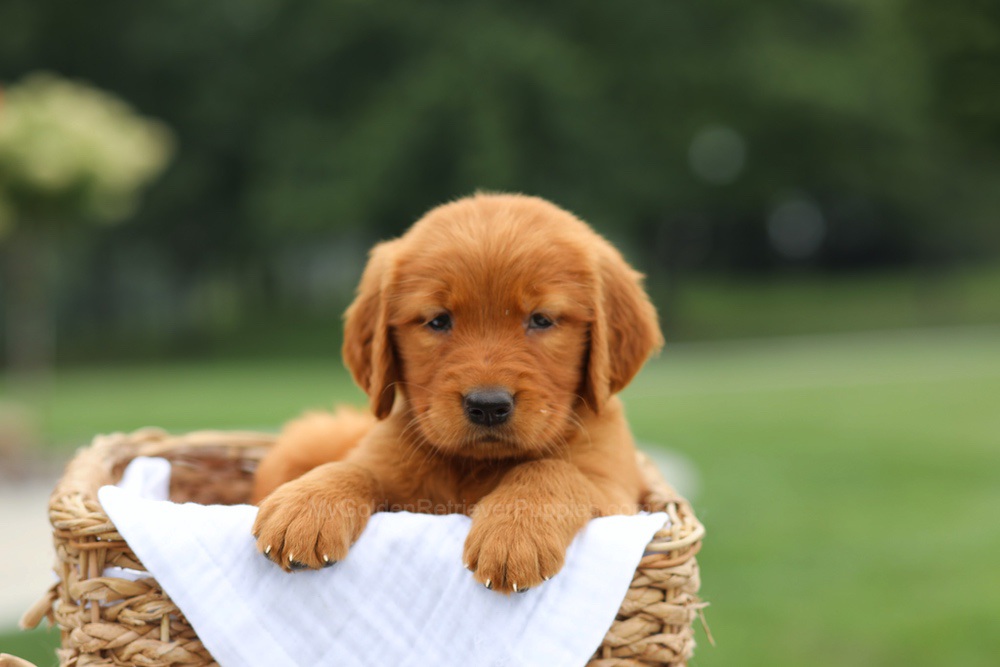 Lemon Image of Lemon, a Golden Retriever puppy