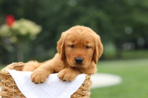 Image of Leo, a Golden Retriever puppy