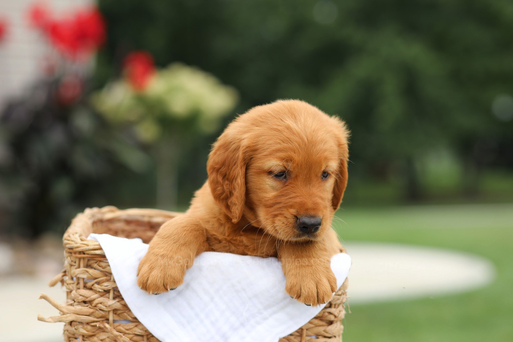 Liam Image of Liam, a Golden Retriever puppy