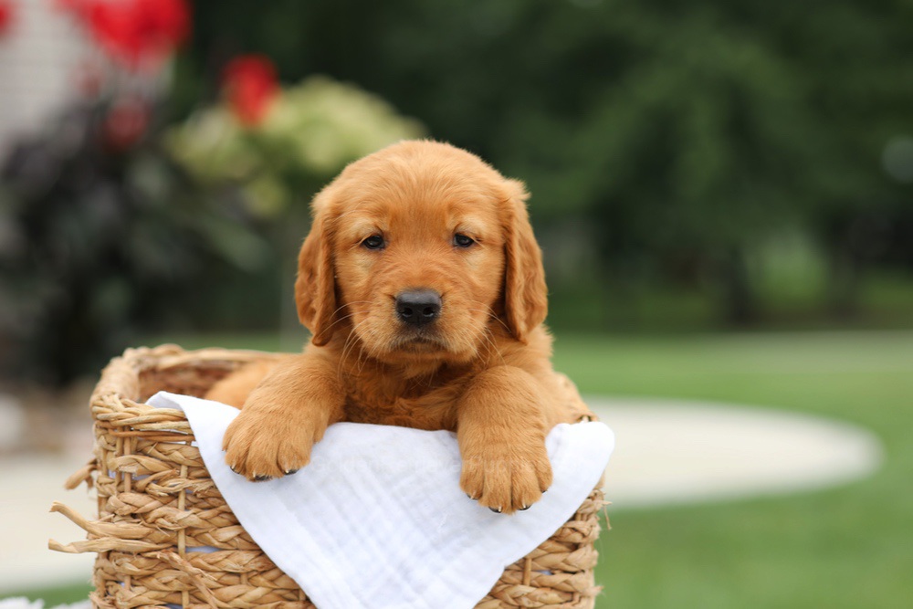 Liam Image of Liam, a Golden Retriever puppy