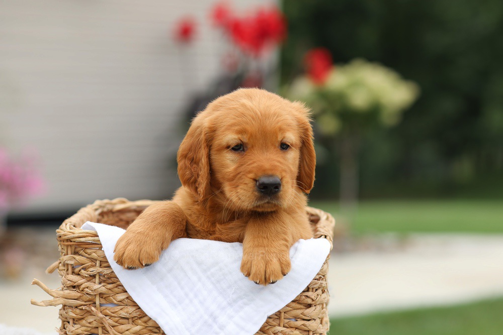 Liam Image of Liam, a Golden Retriever puppy