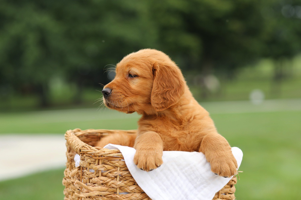 Liam Image of Liam, a Golden Retriever puppy