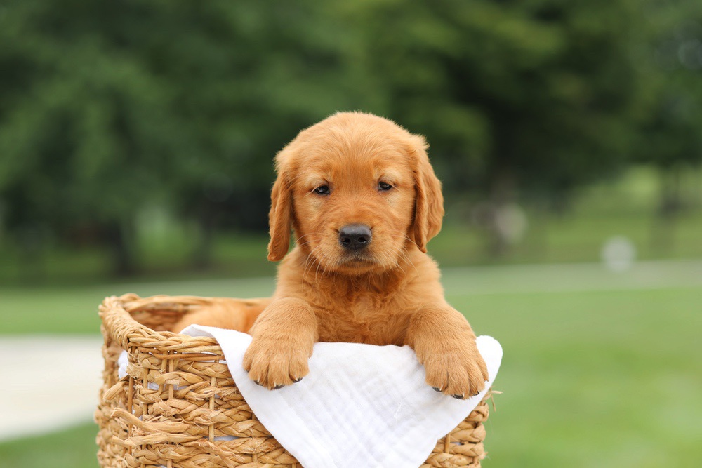 Liam Image of Liam, a Golden Retriever puppy