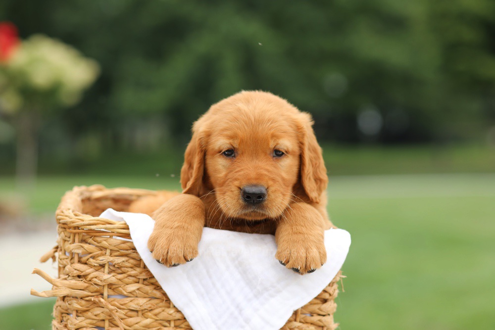 Liam Image of Liam, a Golden Retriever puppy