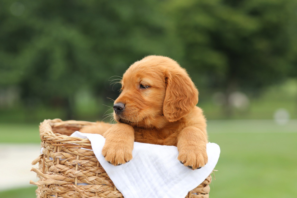 Liam Image of Liam, a Golden Retriever puppy