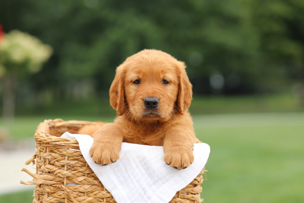 Liam Image of Liam, a Golden Retriever puppy