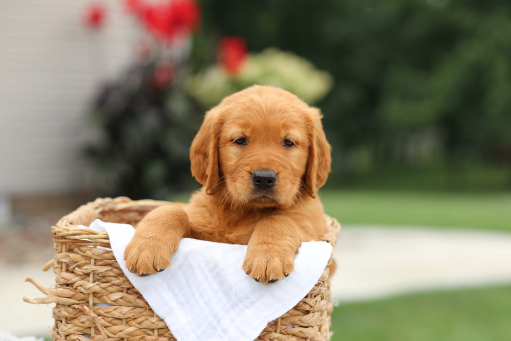 Liam Image of Liam, a Golden Retriever puppy
