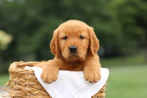 Image of Liam, a Golden Retriever puppy