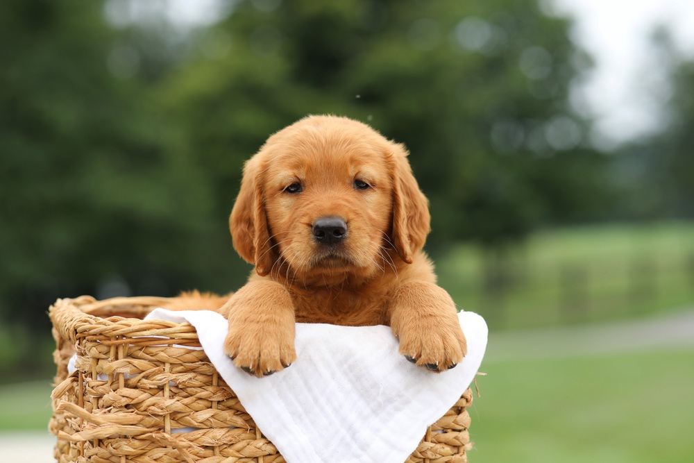 Liam Image of Liam, a Golden Retriever puppy