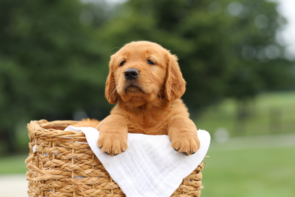 Liam Image of Liam, a Golden Retriever puppy