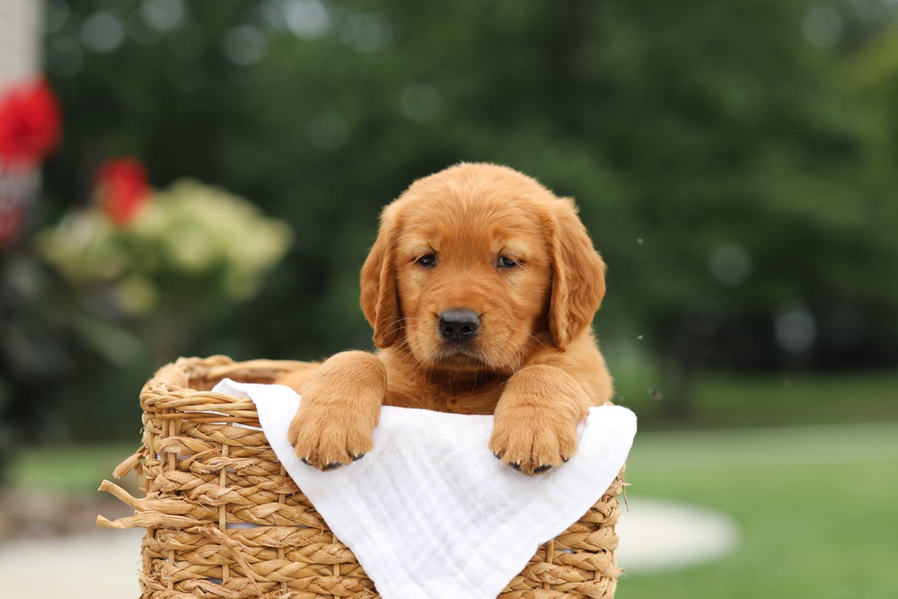 Liam Image of Liam, a Golden Retriever puppy
