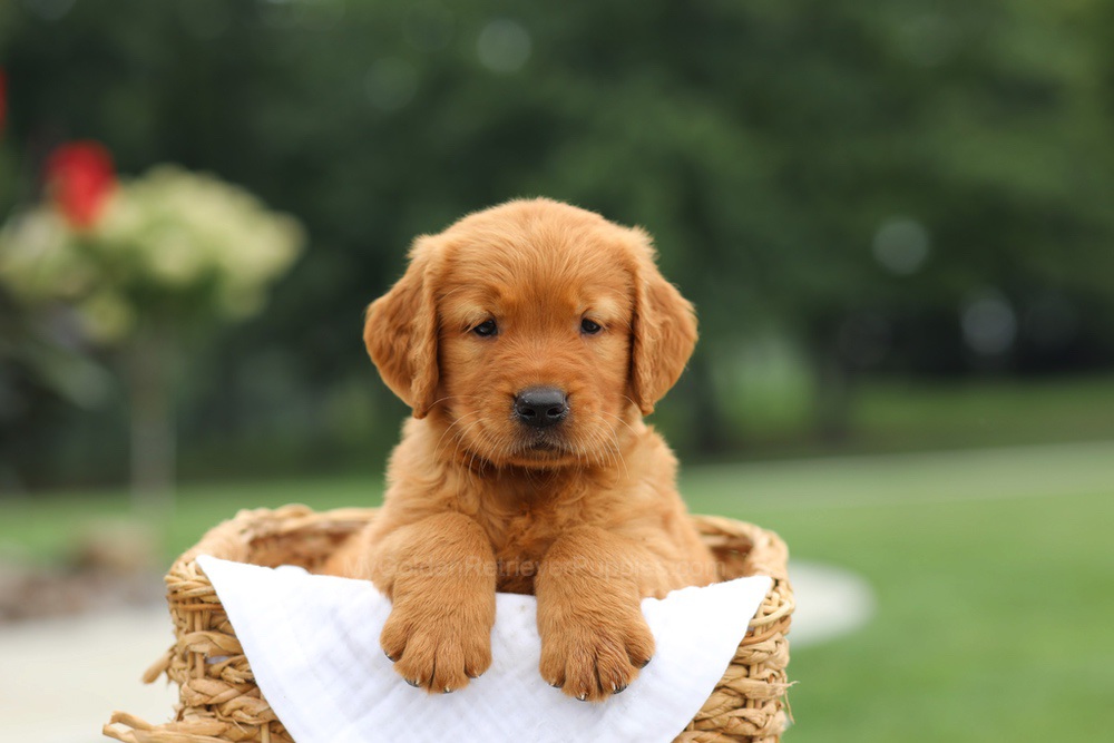 Lincoln Image of Lincoln, a Golden Retriever puppy