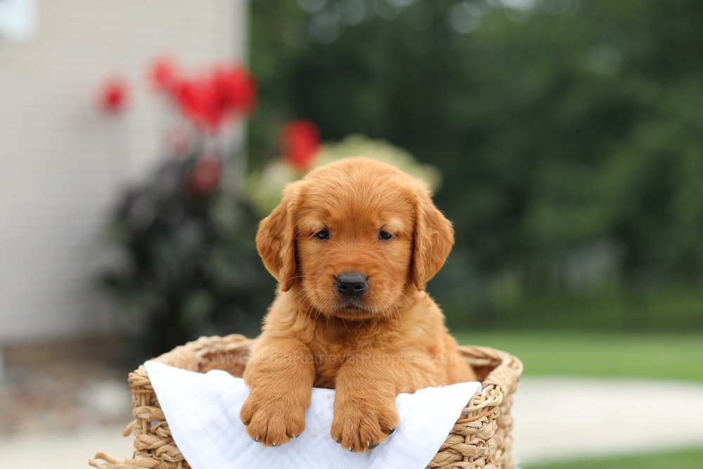 Lincoln Image of Lincoln, a Golden Retriever puppy
